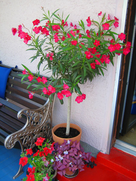 IMG_5227-Oleander auf der Terrasse-600