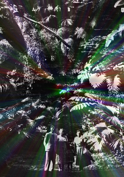 54-05-0005-Im Inneren des Palmengartens (Ausschnitt), bl&white-H600