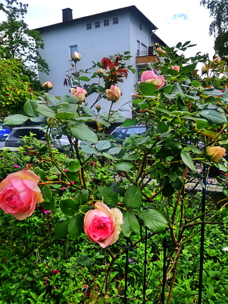 IMG_20200525_103742-Rose im Vorgarten, sharpen-H600
