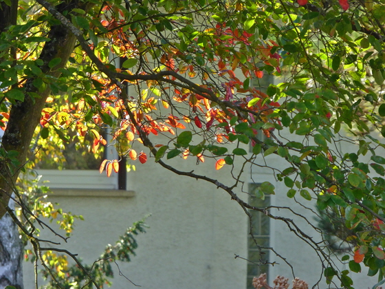 P1000623-Herbstblätter im Sonnenlicht, sharpen, denoise, color52-560