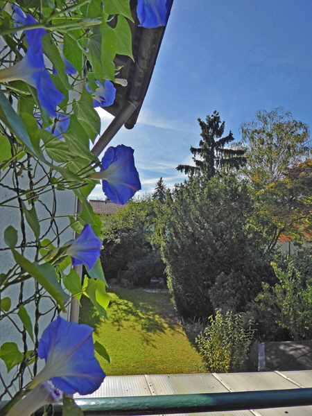 P1000628-Blaue Blüten mit Blick auf den Garten, pse7, sharpen, denoise, color5-H600